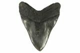 Robust, Fossil Megalodon Tooth - South Carolina #122243-2